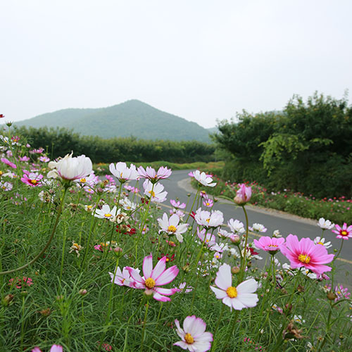 Caoshan Beautiful Scenery